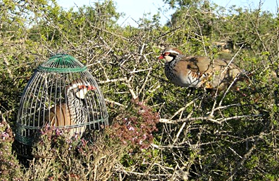 El Tribunal Supremo confirma que las fechas de caza de la perdiz con reclamo y la media veda son ilegales en Castilla y La Mancha