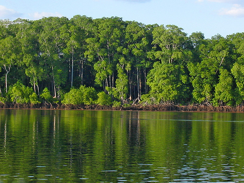 Vivir de la madera sin liquidar la selva