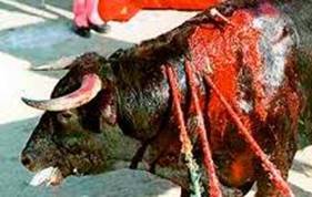 100 ONGs Internacionales piden al Gobierno que no dedique más fondos públicos a la tauromaquia