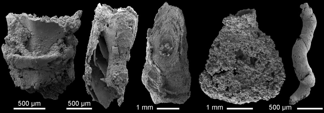 Extremadura. Aparecen fósiles únicos en Europa