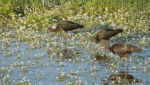El alcalde de Almonte califica como "gran oportunidad" la ampliación de la Reserva de la Biosfera de Doñana