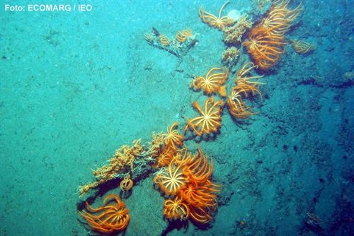 Investigación científica del Cañón de Avilés