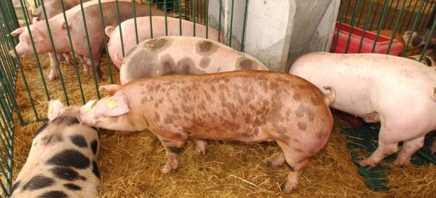 Talavera inicia cambios para que las explotaciones porcinas se instalen a más de 8 kilómetros