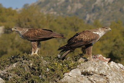 Liberados dos ejemplares más de águila cuabarrada en la Serra de Tramuntana (Palma de Mallorca)