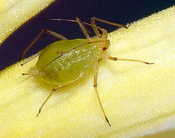 Autorizar el uso de fitosanitarios de ‘nuevo’ contra pulgones en los cultivos de arroz