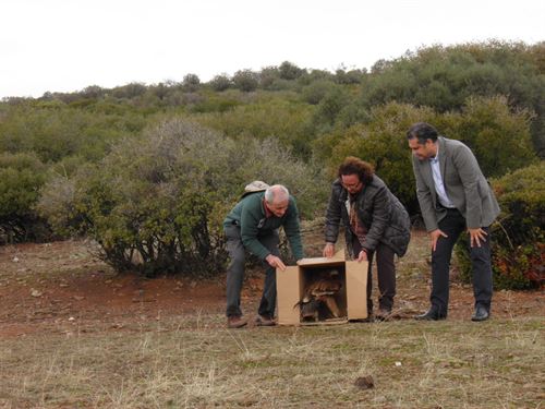 Un águila que lucha contra las trampas envenenadas