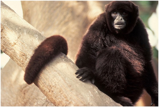 Un crowdfunding israelí espera salvar a un mono en Perú