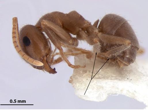 Acaban de descubrir una hormiga y ya está en peligro de extinción