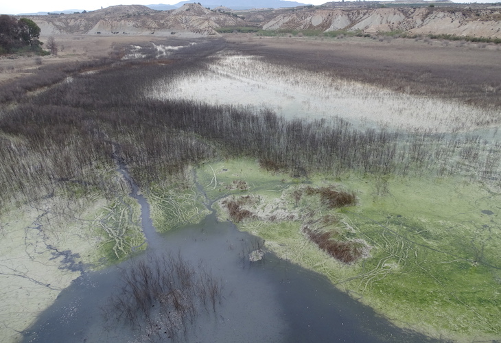 Siguen muriendo peces en Murcia