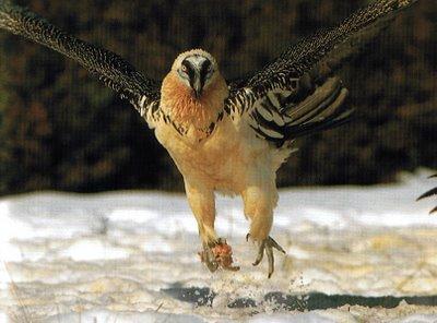 Cuatro nuevos quebrantahuesos liberados en Cazorla