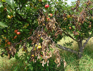 La Diputación de Zamora trabaja en la recuperación de variedades tradicionales de frutales de Castilla y León