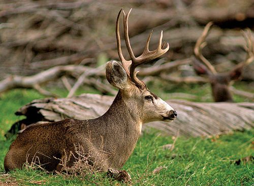 La Federación de caza de Castilla – La Mancha quiere cazar en los parques nacionales