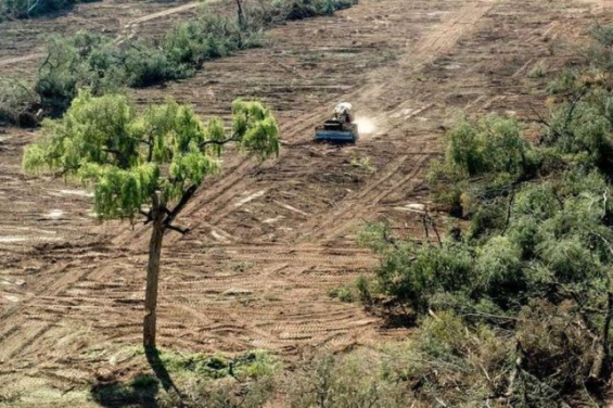 Argentina: Santa Fe perdió el 82% de sus bosques nativos en los últimos 80 años