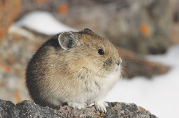 La pica americana adapta su estilo de vida al cambio climático