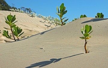 México posee 87% de la diversidad de suelos que existen en la Tierra