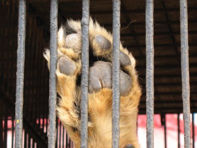 Equo Madrid pide prohibir circos donde actúen animales