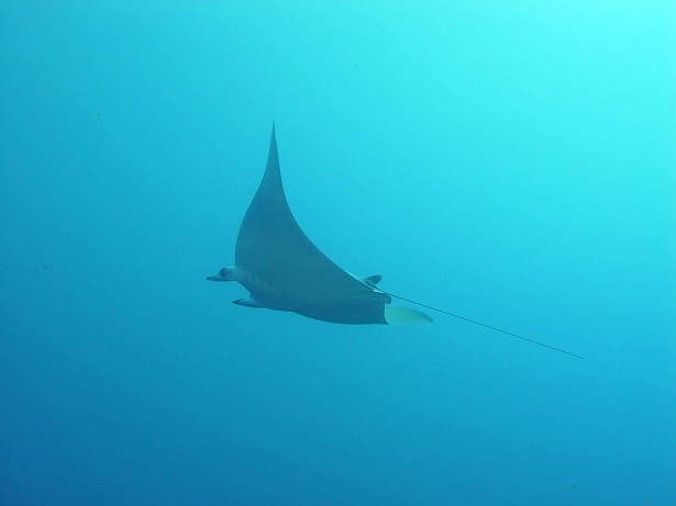 La legendaria Maroma o Manta diablo