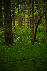 La tala masiva de árboles para papel afecta a más de 240 millones de personas en todo el mundo