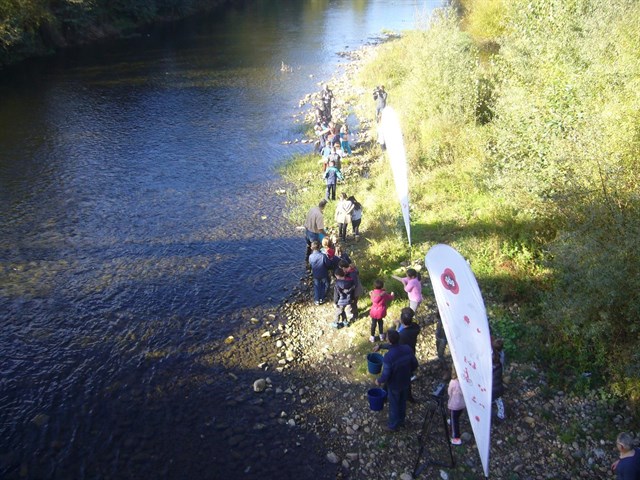 Repueblan el Nalón con 5.000 truchas