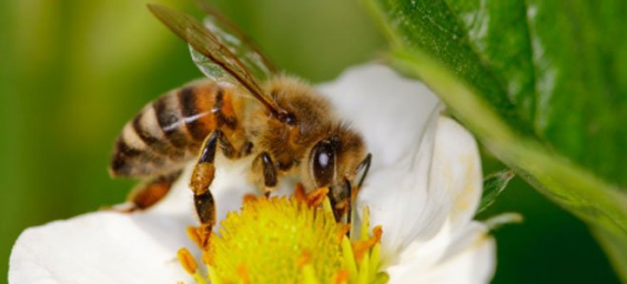 Las abejas declaradas en peligro de extinción en EEUU