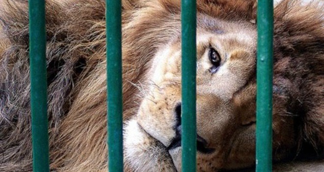 Veterinarios cántabros contra el uso de animales salvajes en circos