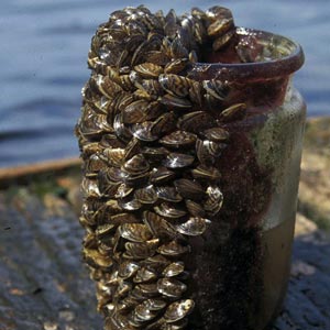 Abriendo la puerta a las especies invasoras