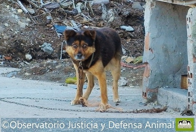 Nace ‘Alerta Animal’