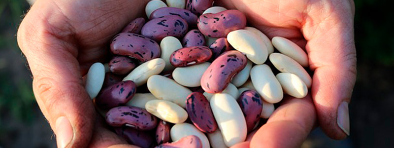 Frijol tépari contra cáncer de colon
