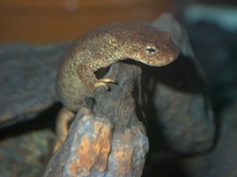 Instalación para preservar los tritones del Montseny (Cataluña)