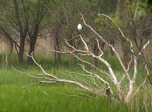 El impacto de más CO2 en las plantas también calienta el planeta
