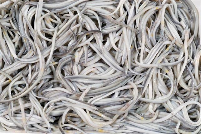 Las anguilas en Doñana al borde del ‘colapso’