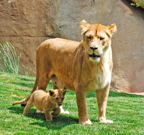La leona nacida hace dos meses en Bioparc de Valencia realiza su primera salida al exterior