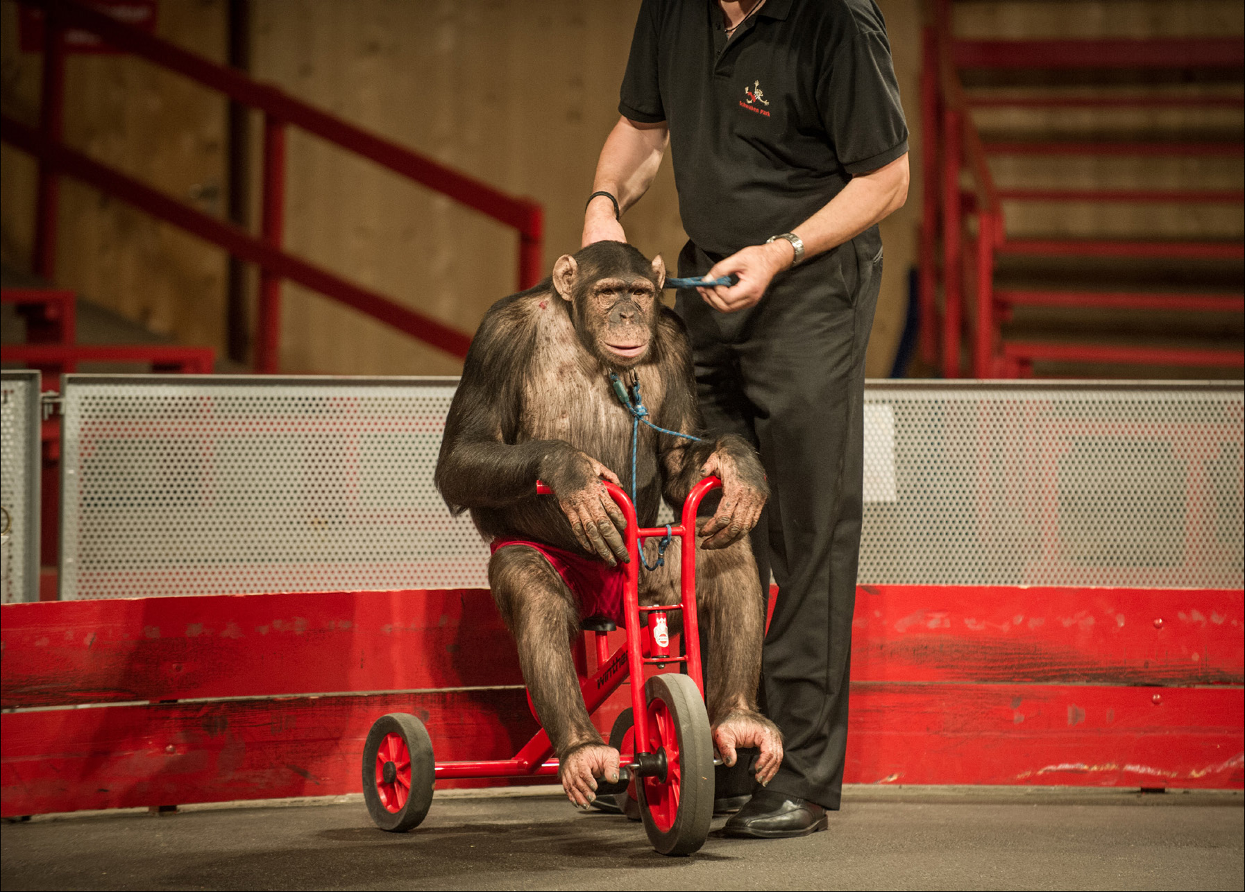 Proyecto Gran Simio denuncia la situación de chimpancés en un zoológico de Alemania