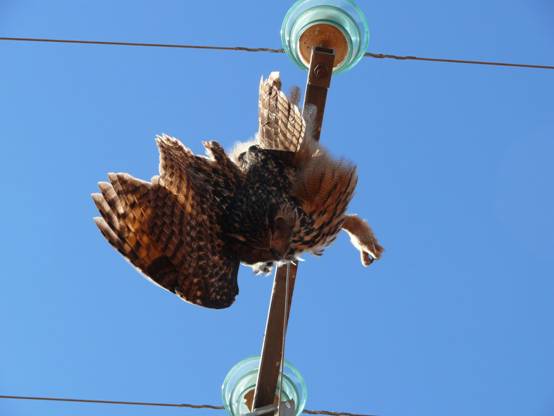 Continúan las muertes de rapaces en tendidos eléctricos de la comarca de Ronda