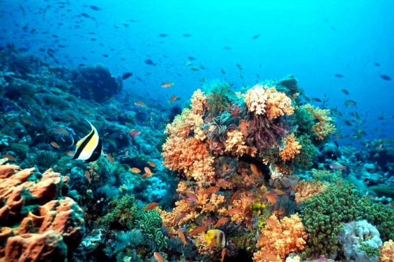 Puerto Rico: Alertan sobre el mal estado de los arrecifes de coral