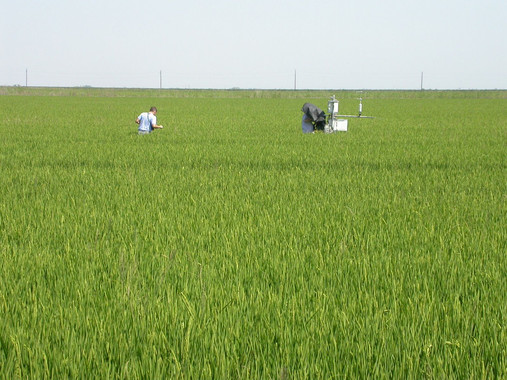 La sostenibilidad del agua en el cultivo de arroz es ‘imposible’