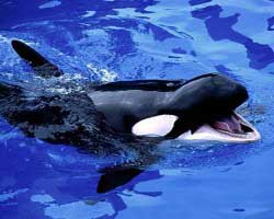 Con la importación de la orca Morgan