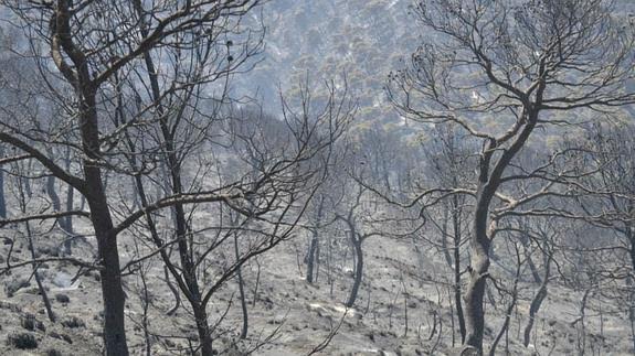 Expertos sugieren ‘dejar actuar a la naturaleza’ antes de la reforestación de Quesada