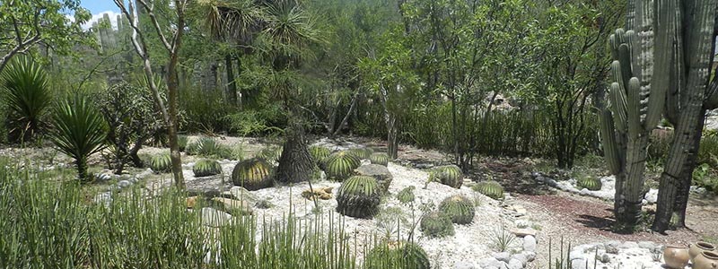 Conoce la Reserva de la Biosfera Tehuacán-Cuicatlán