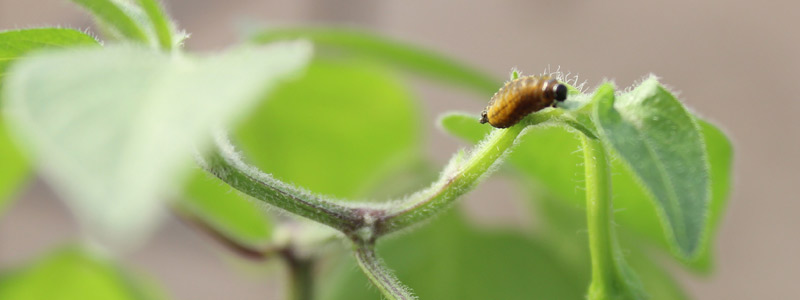 Plantas silvestres: sus recursos genéticos de resistencia y tolerancia
