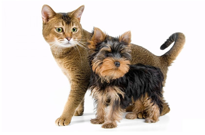 La Junta de Andalucía quiere tener ‘controlados’ a todos los animales de compañía