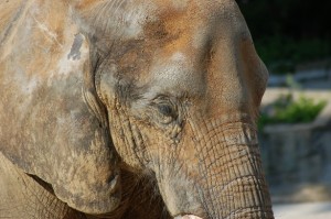 Turismo sostenible. Abuso de elefantes