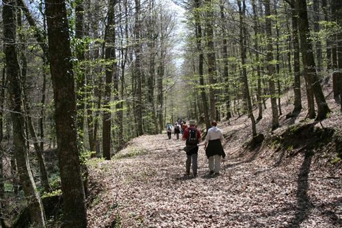 Una senda nocturna ofrece conocer los secretos naturales del Bosque de la Herrería