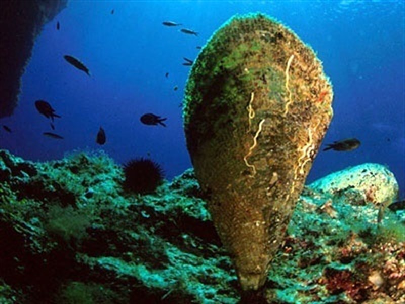 El Gobierno aprueba actuaciones de emergencia para el rescate de 215 ejemplares de nacra