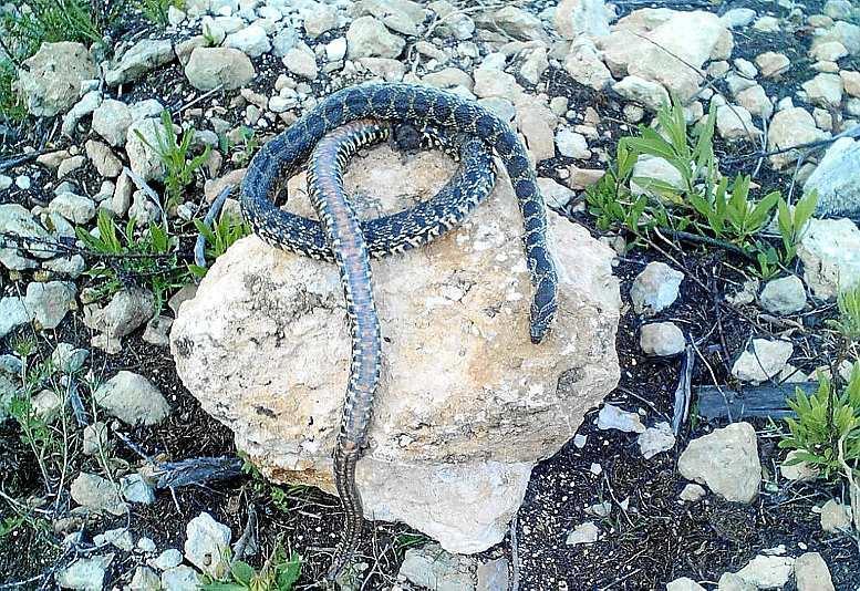 Baleares ‘instan’ a combatir la invasión de serpientes