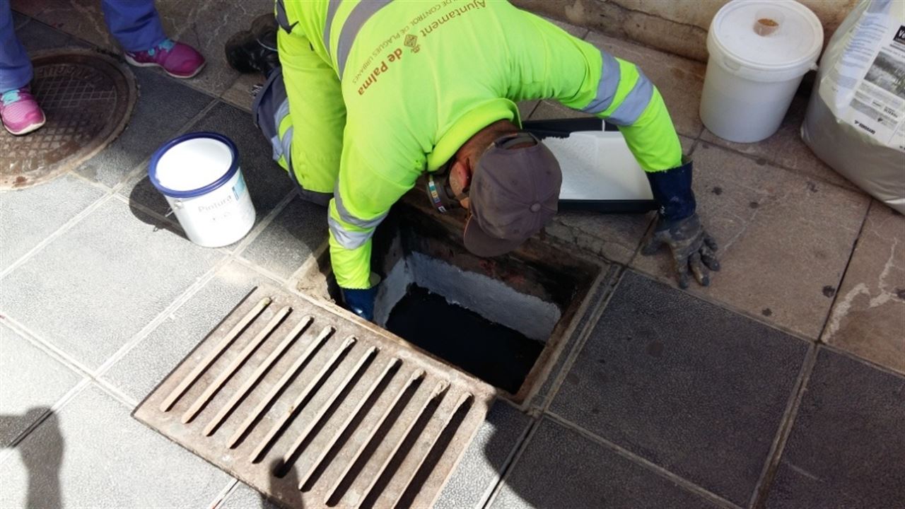 Palma de Mallorca arranca la campaña de control del mosquito tigre