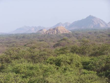 Presentarán plan maestro de santuario Bosque de Pómac que busca proteger biodiversidad