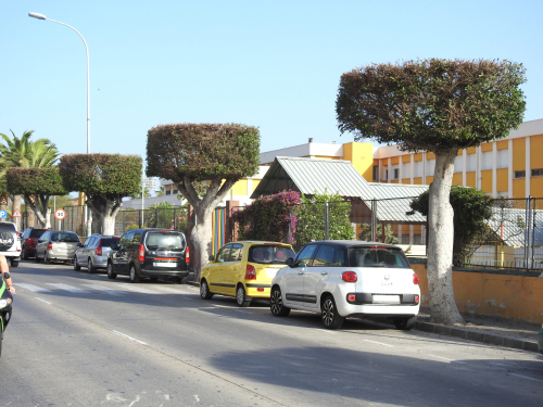 Melilla: ‘podas sin sentido’