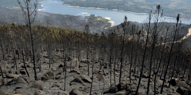 Incendios extremos y virulentos como los de Chile se extenderán a todo el planeta