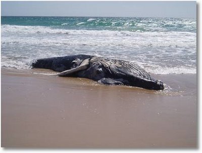 Una ballena de unos cinco metros aparece muerta en la Praia dos Frades de Baiona (Pontevedra)